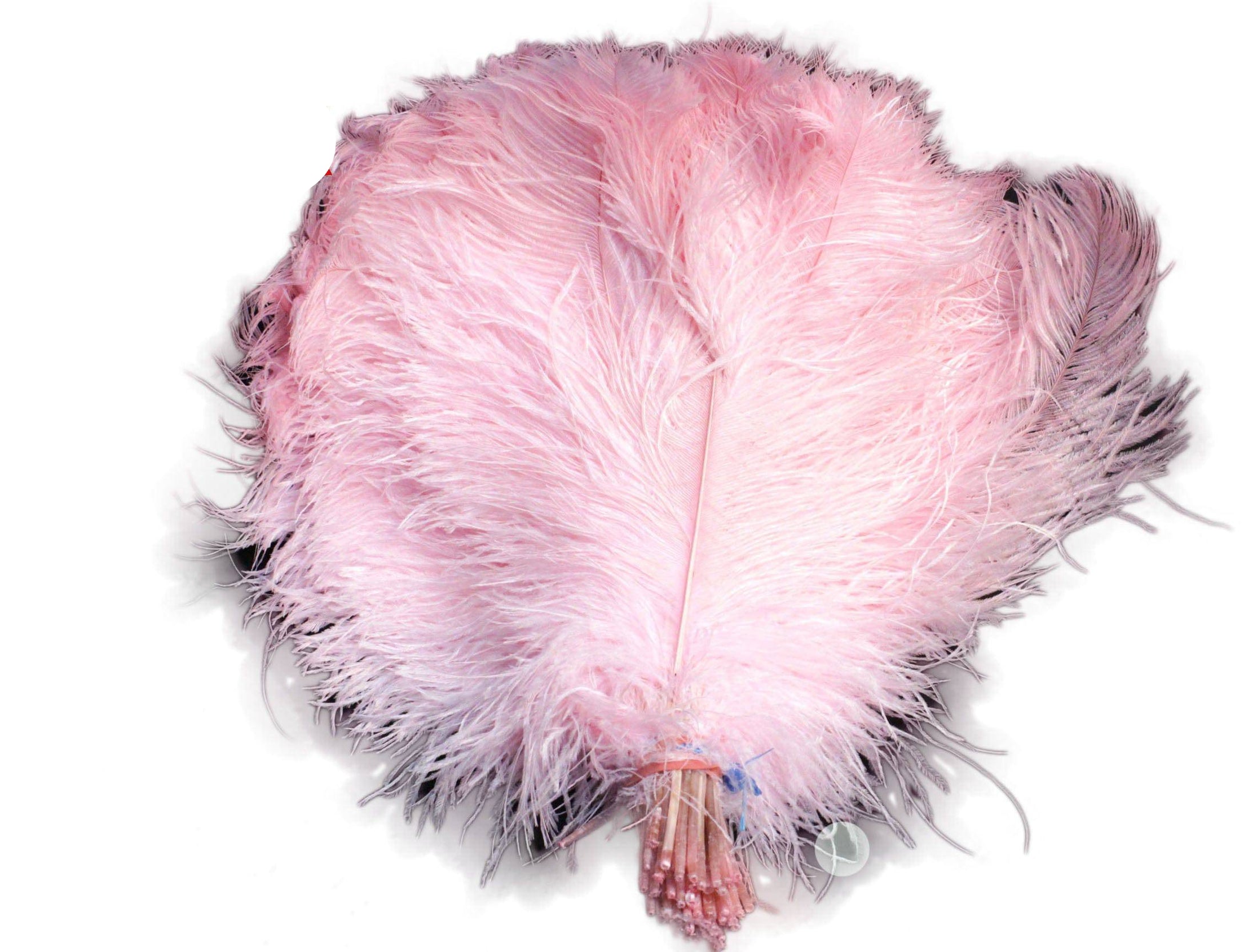 Bulk Ostrich Feather Tail Plumes 15