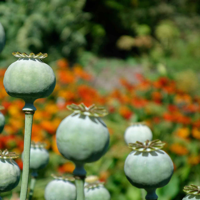 Bulk Poppy Flower Seeds industry insight