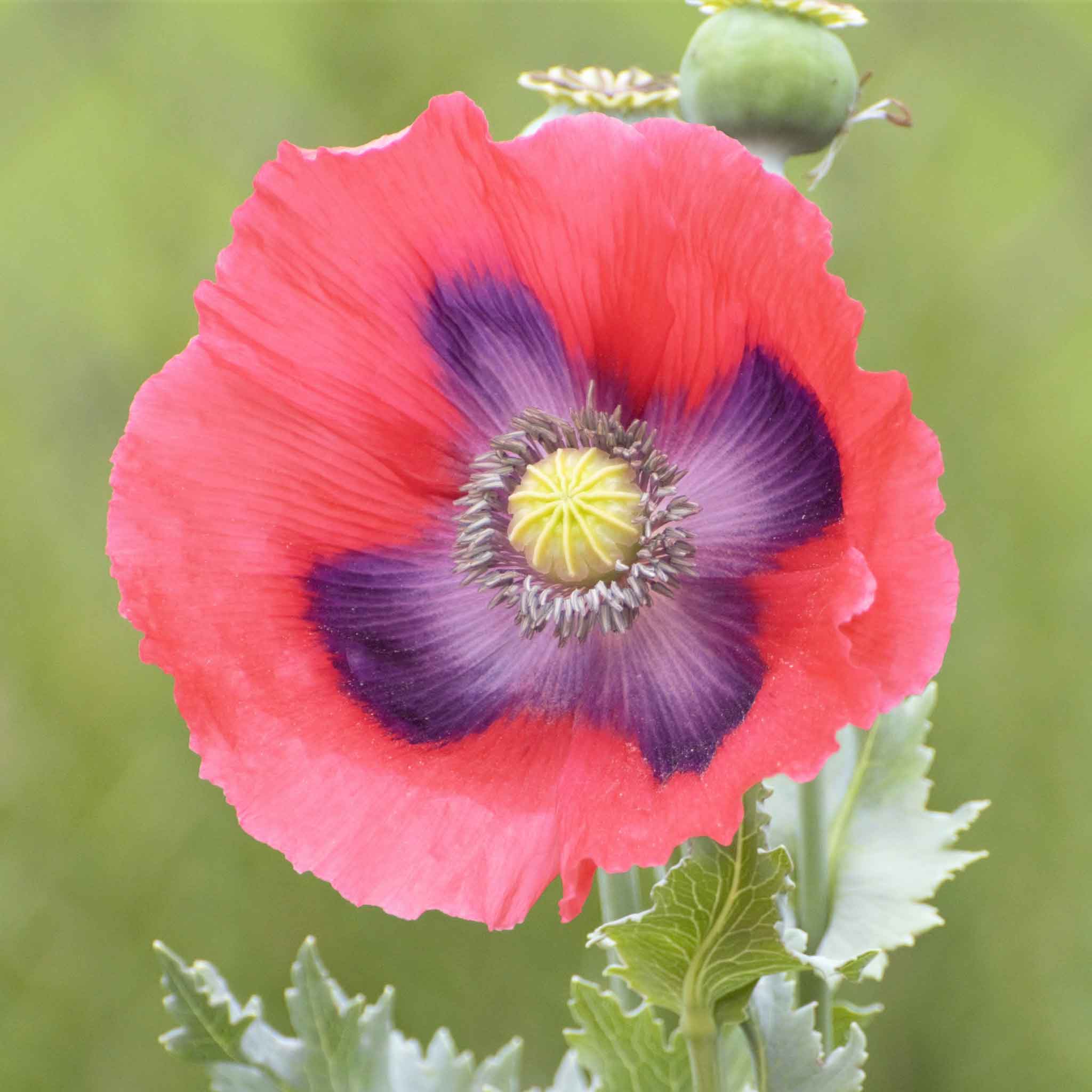 Bulk Poppy Flower Seeds industry insight