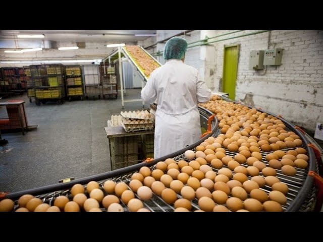 Bulk Powdered Eggs industry insight