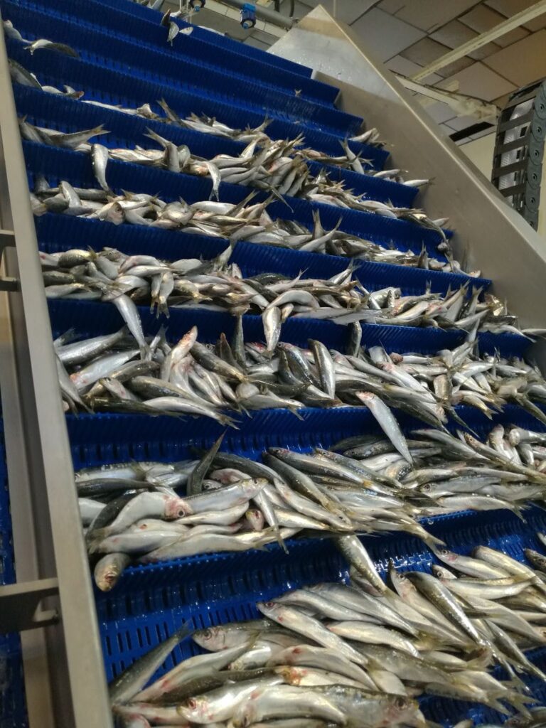 Bulk Sardines industry insight
