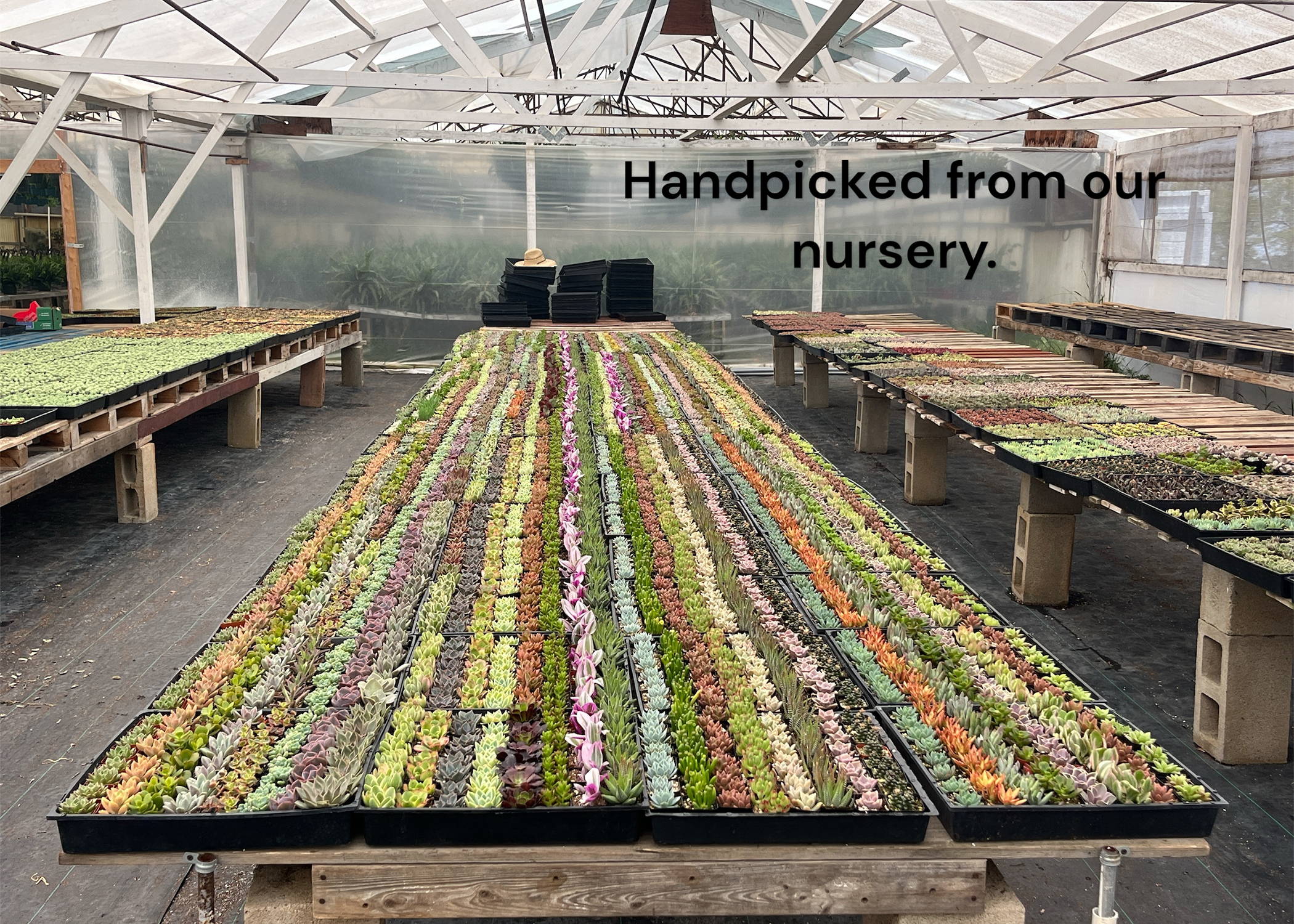 Bulk Succulent industry insight