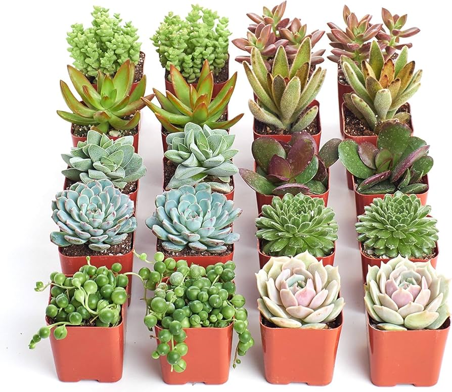 Bulk Succulents