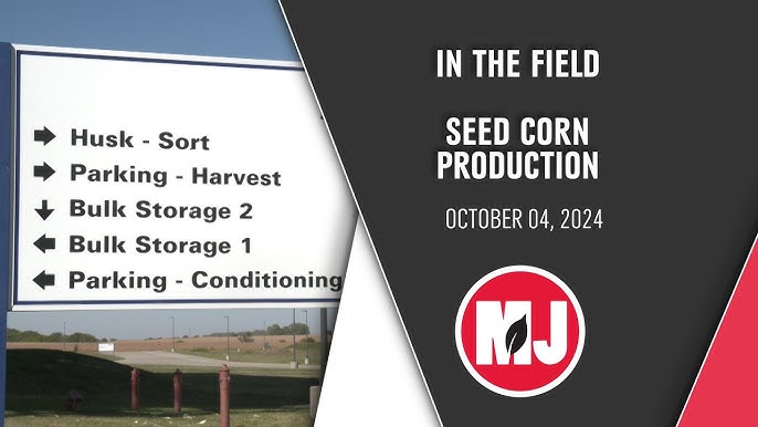 Bulk Sweet Corn Seed industry insight