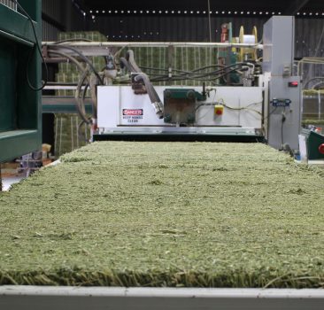 Bulk Timothy Hay industry insight