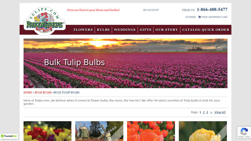 Bulk Tulip Bulbs