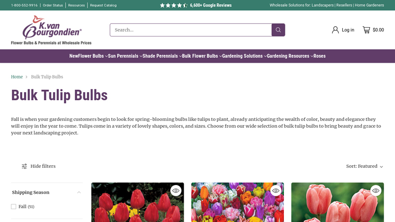 Bulk Tulip Bulbs for Sale