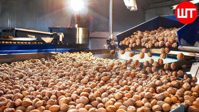 Bulk Walnuts industry insight