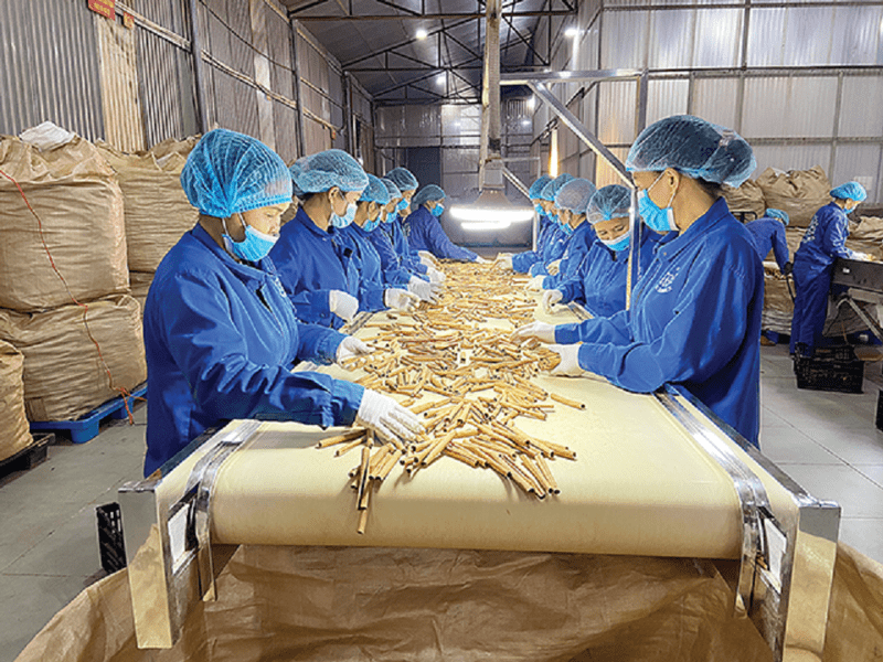 Burmannii Cinnamon industry insight