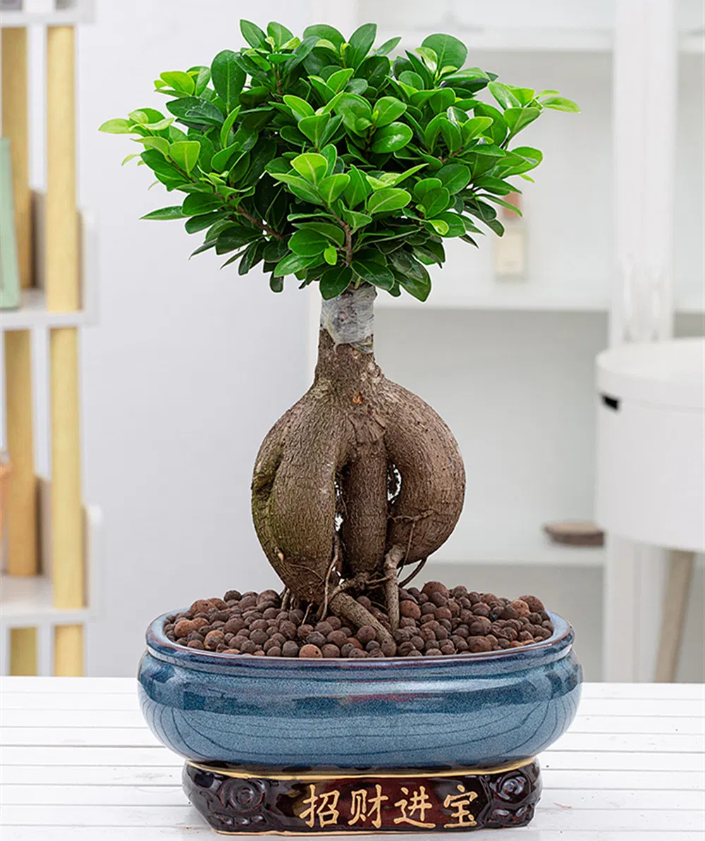 Buy Bonsai Trees