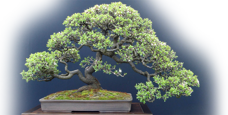 Buy Bonsai Trees