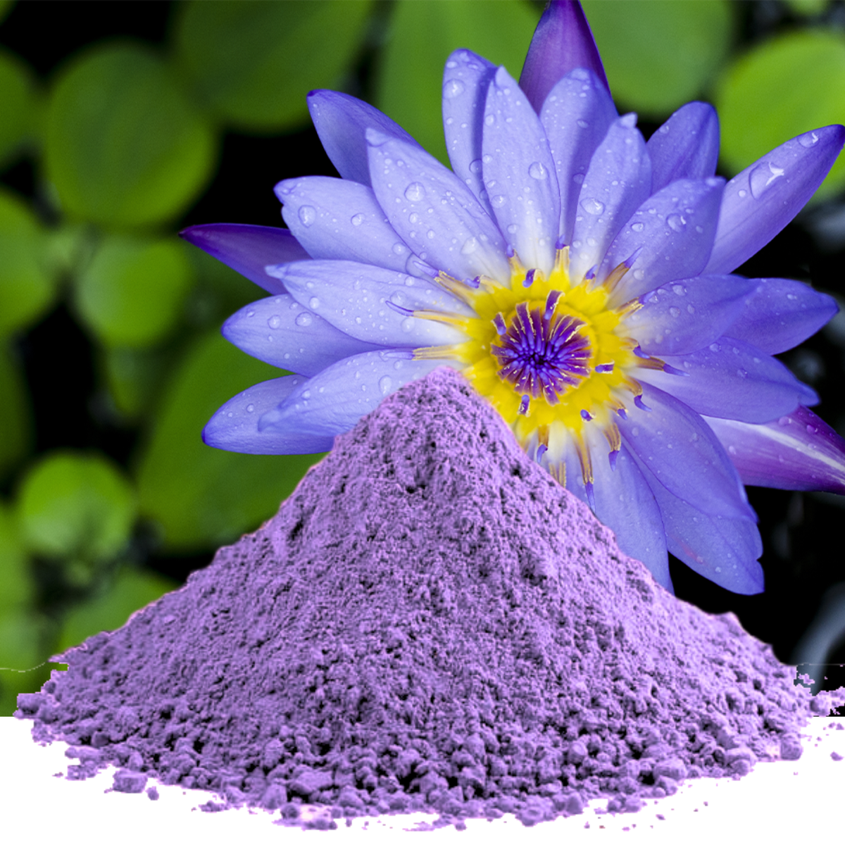 Buy Organic Blue Lotus Flowers, Tea & Powder