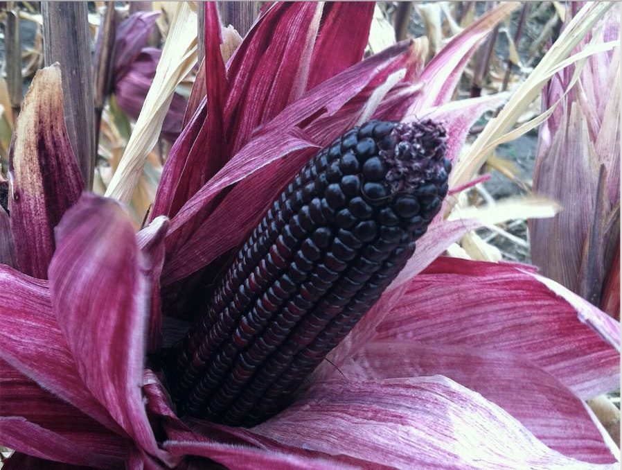 Buy Premium Purple Corn in Ntr