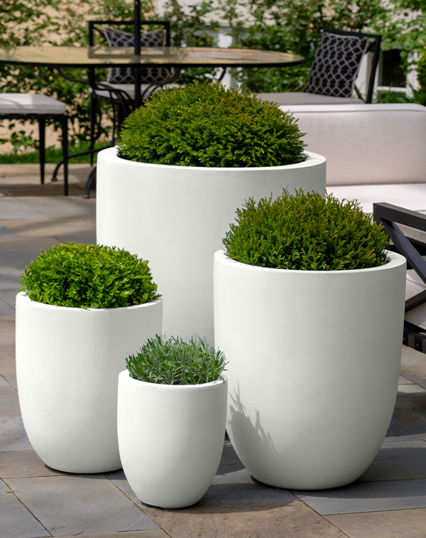 Campania International