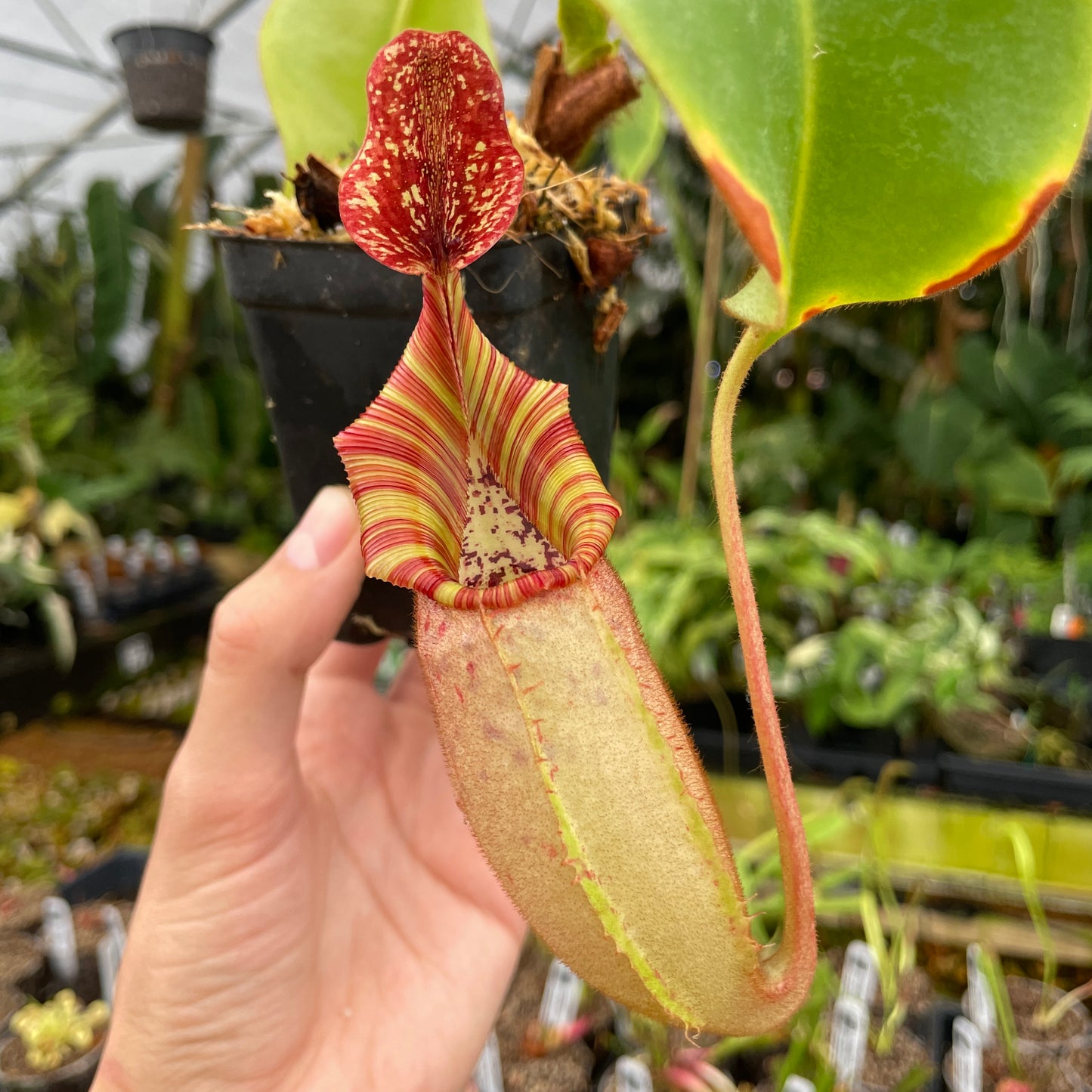 Carnivero, Carnivorous Plants and Tropicals Nursery