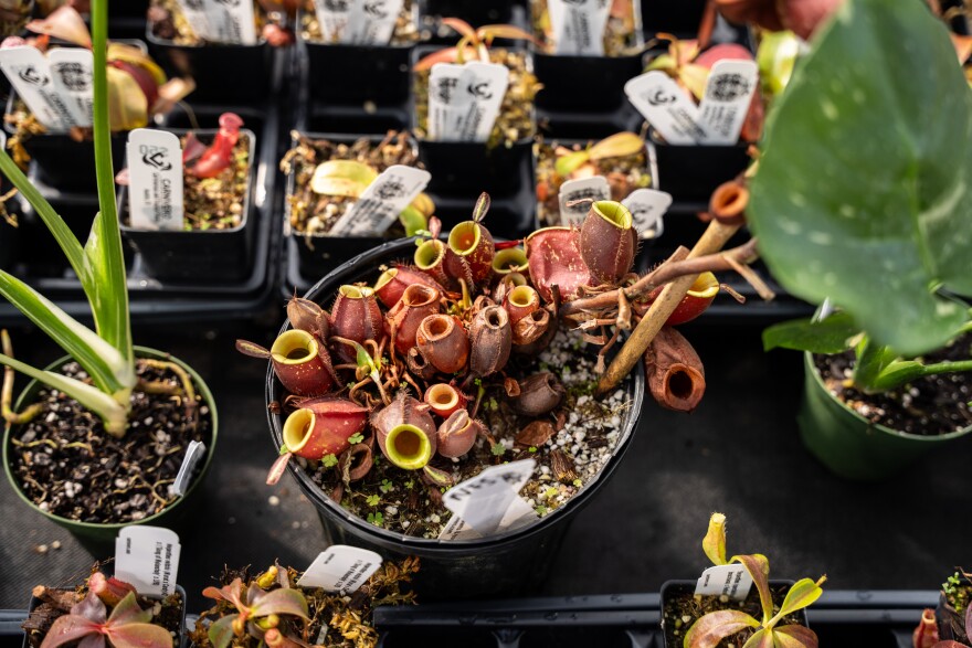 Carnivorous Plant industry insight