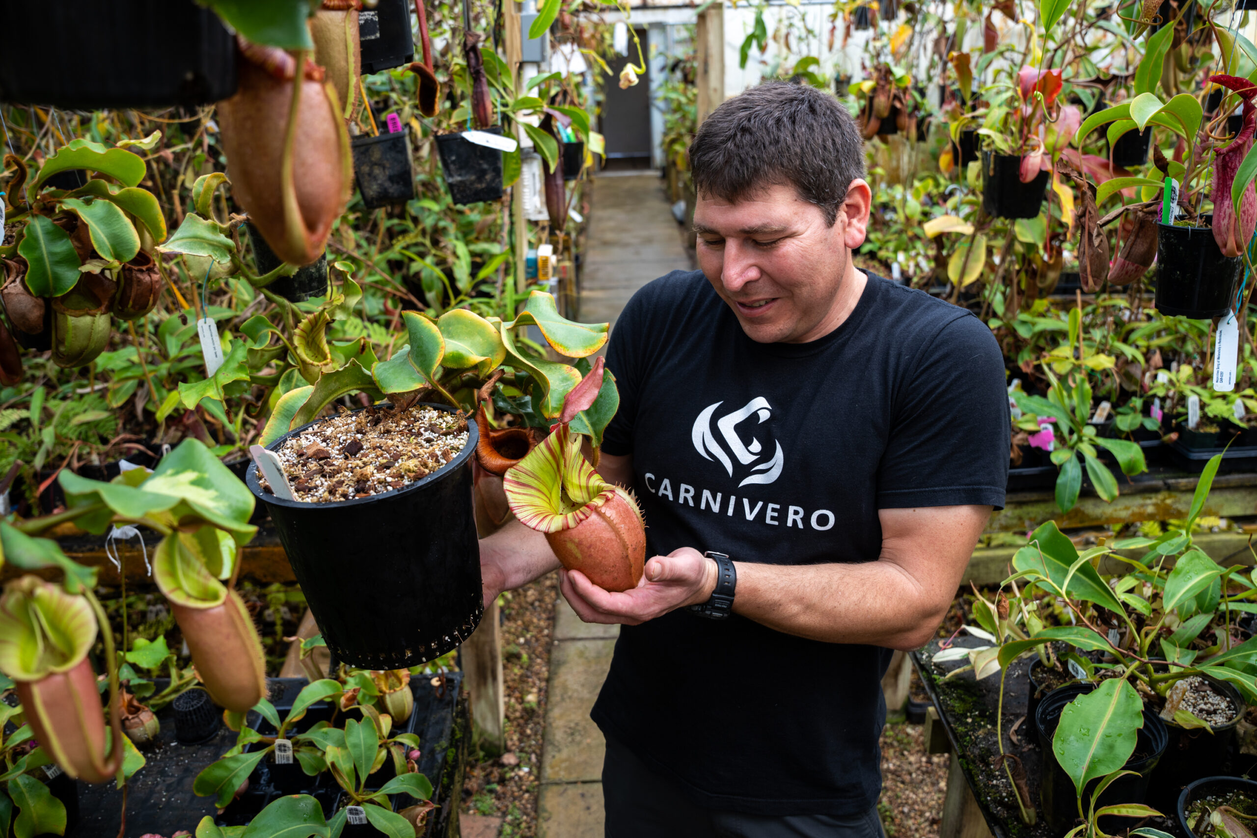 Carnivorous Plant industry insight