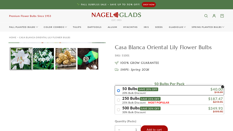 Casa Blanca Oriental Lily Flower Bulbs