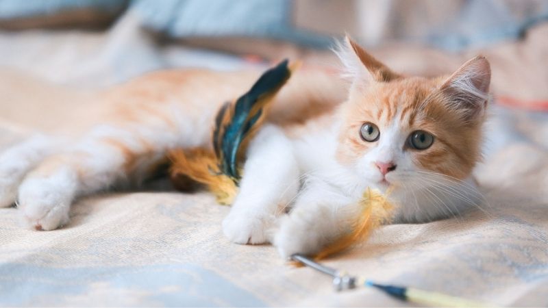 Cat Toy Companies industry insight