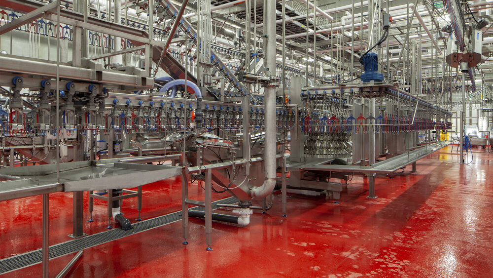 Chicken industry insight