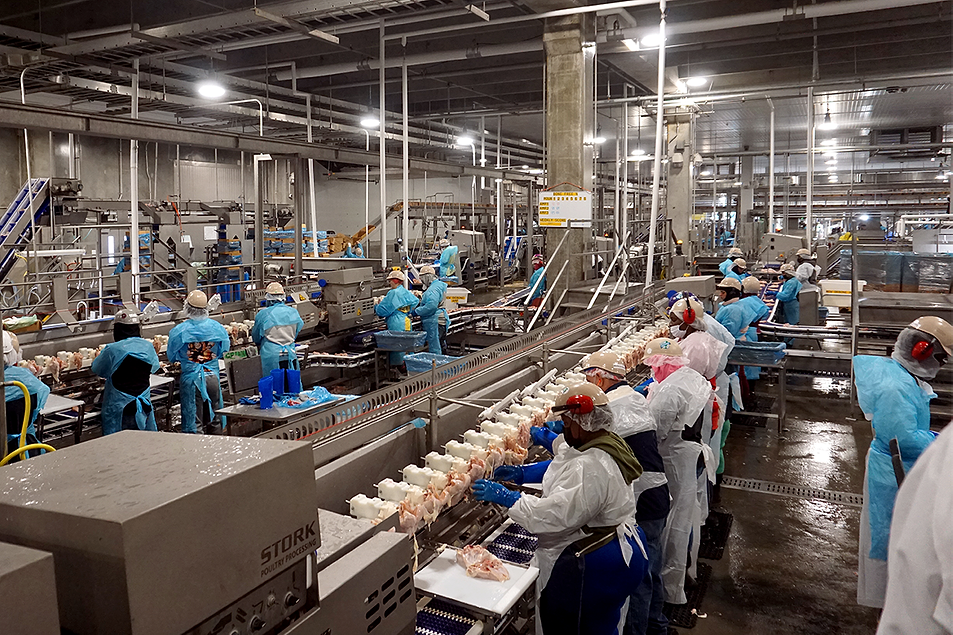 Chicken Wholesale Distributors industry insight