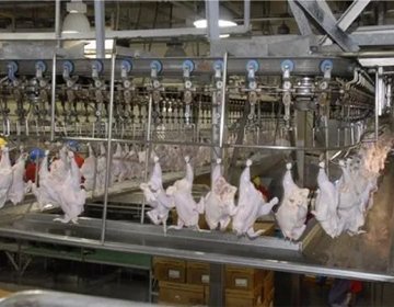 Chicken Wholesale Distributors industry insight