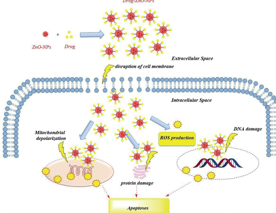 Clindamycin And Metronidazole industry insight