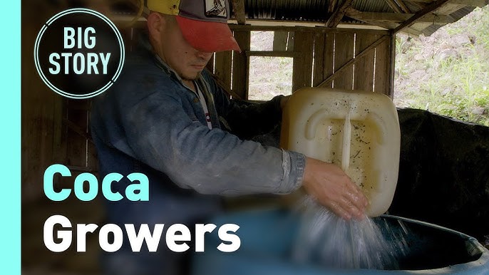 Coca Seeds industry insight