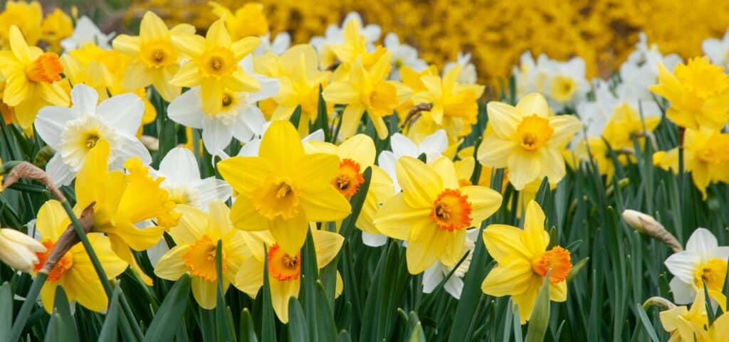Colorblends Wholesale Flower Bulbs / Tulips and Daffodils