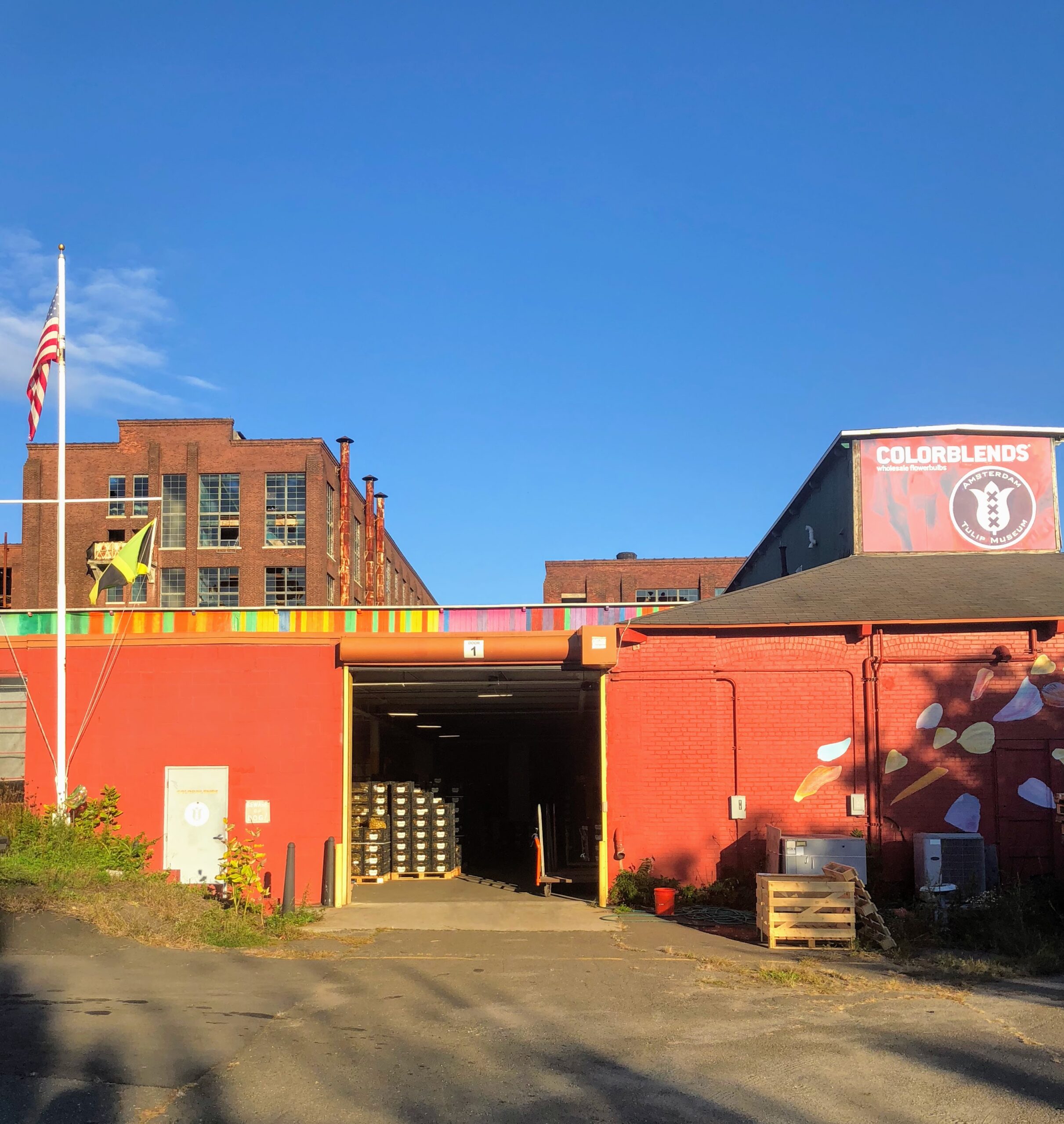 Colorblends Wholesale Flower Bulbs / Tulips and Daffodils