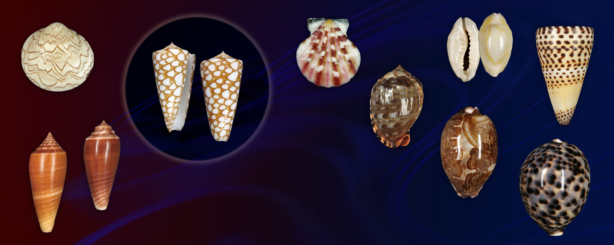 Conchology: Shells For Sale
