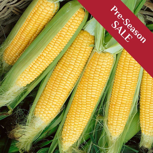 Conventional Sweet Corn Seeds