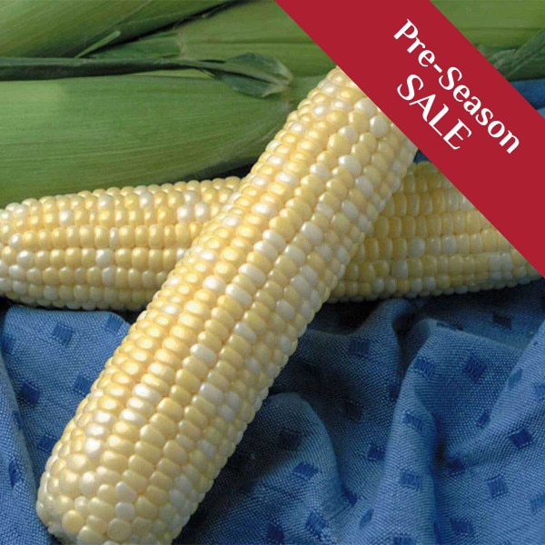 Conventional Sweet Corn Seeds