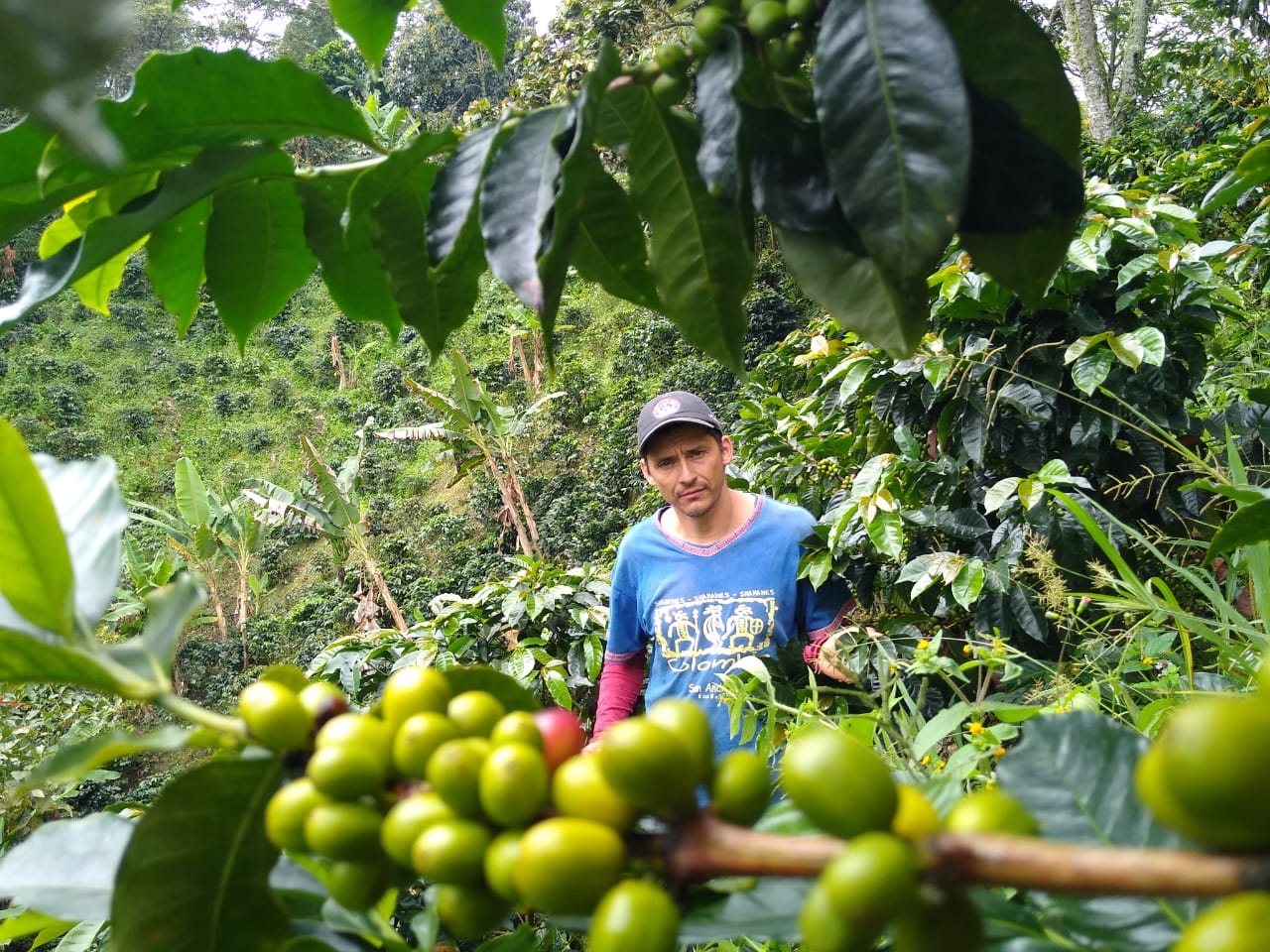 Cultivar Coffee