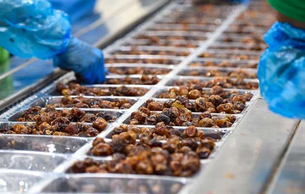 Dates Wholesale industry insight
