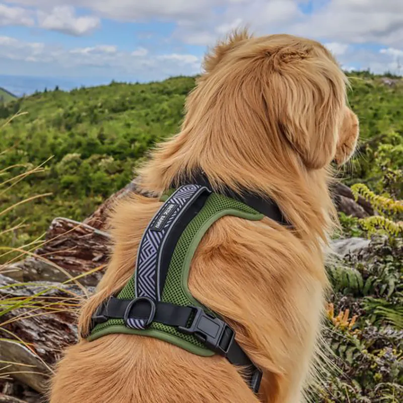Dog Harness industry insight