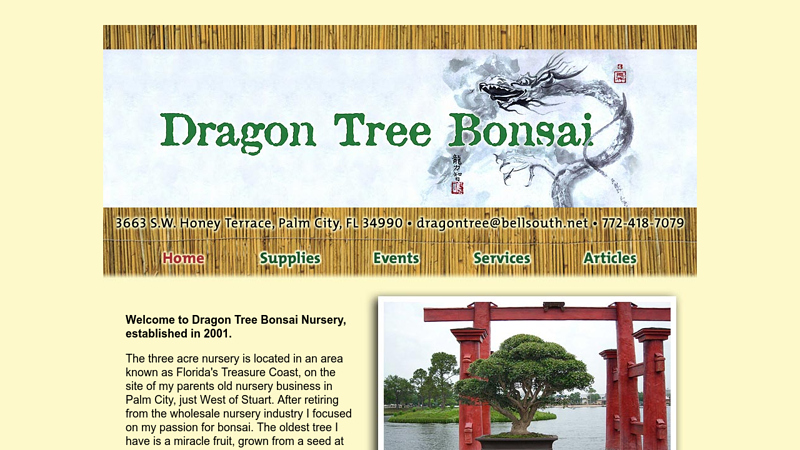 Dragon Tree Bonsai