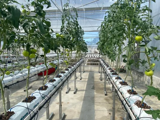 Drip Irrigation for Hydroponic Tomatoes