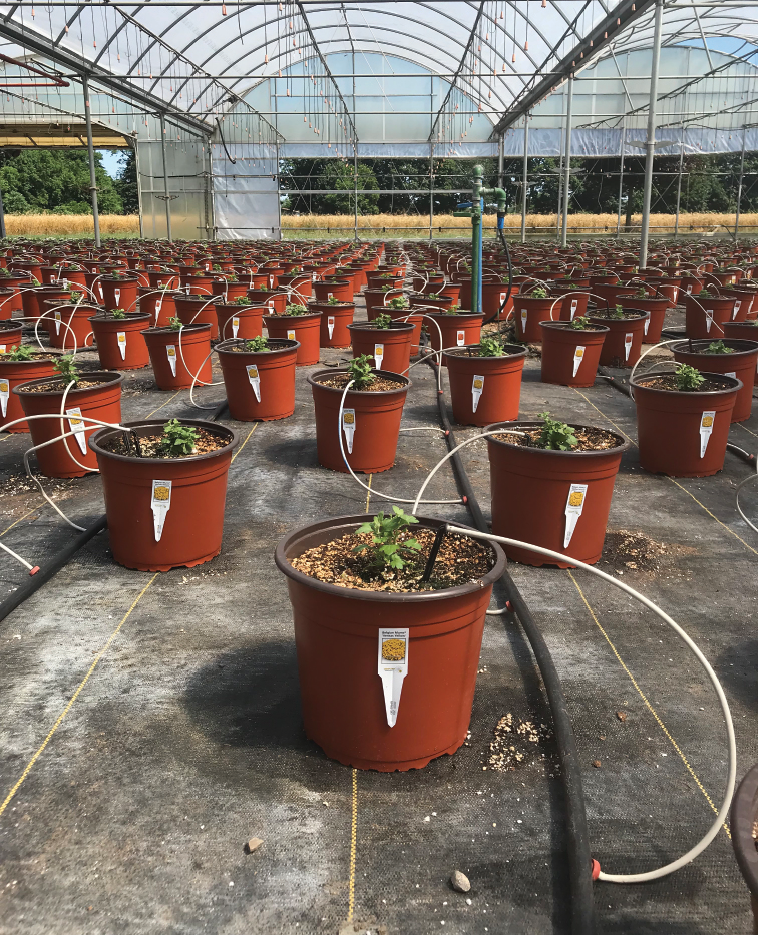 Drip Irrigation Stakes industry insight