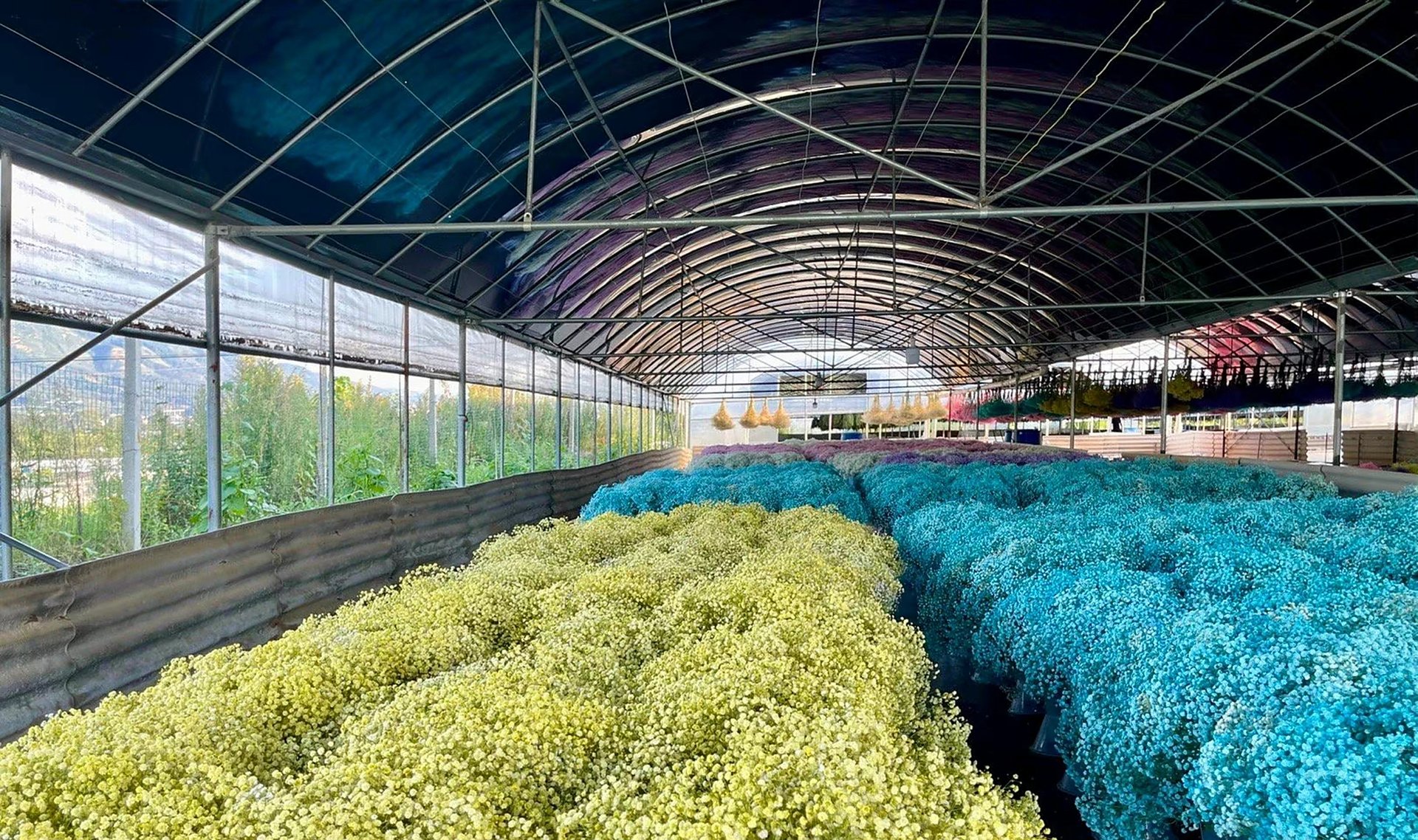 Dry Flowers Wholesale industry insight