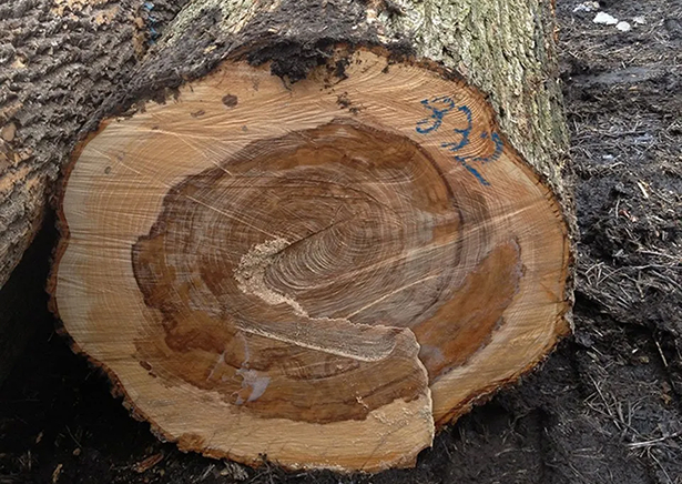Elm Logs
