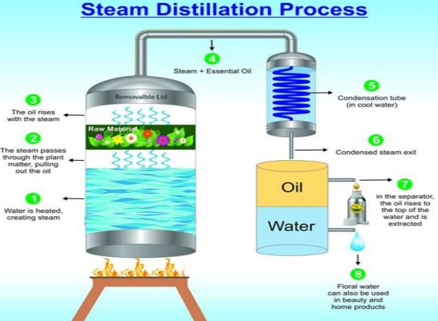 Essential Oil Distillers industry insight