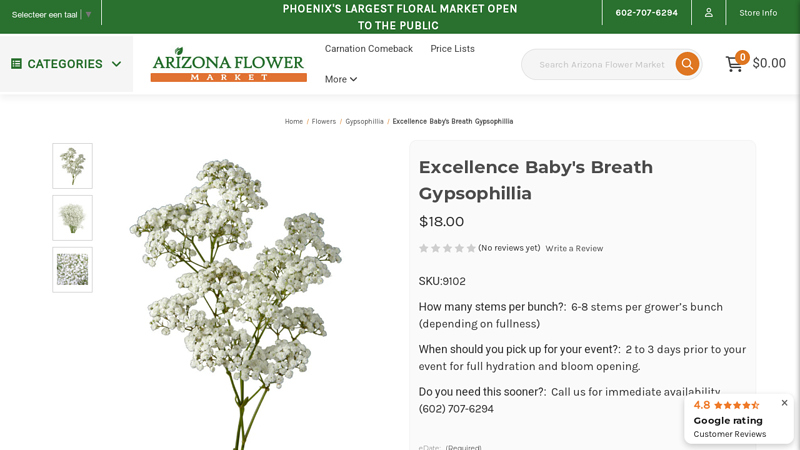 Excellence Baby's Breath Gypsophillia