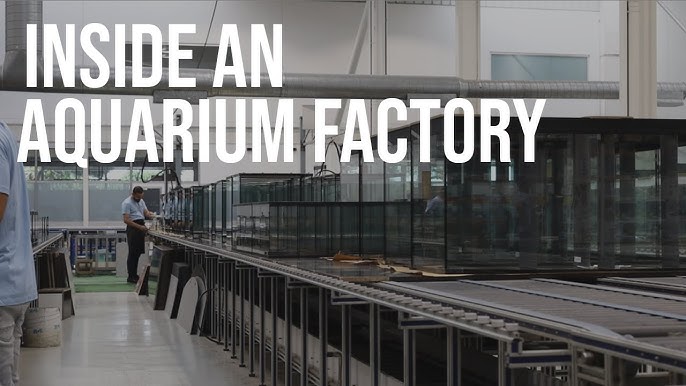 Fish Tank industry insight