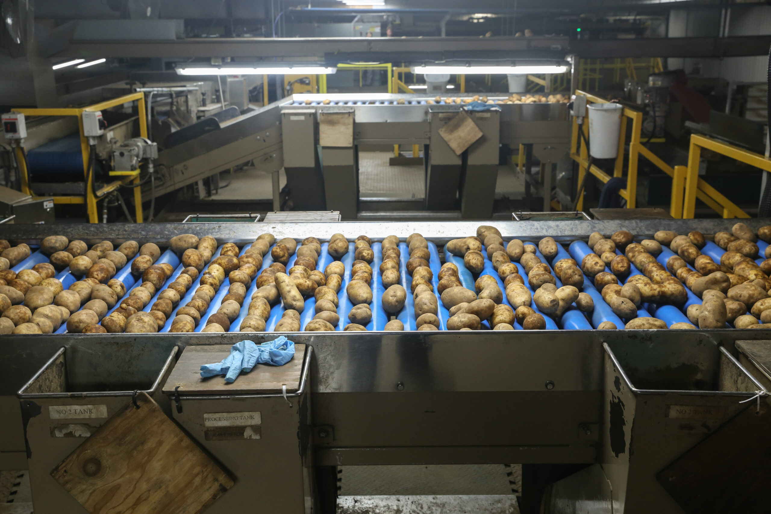 Freeze Dried Potato industry insight