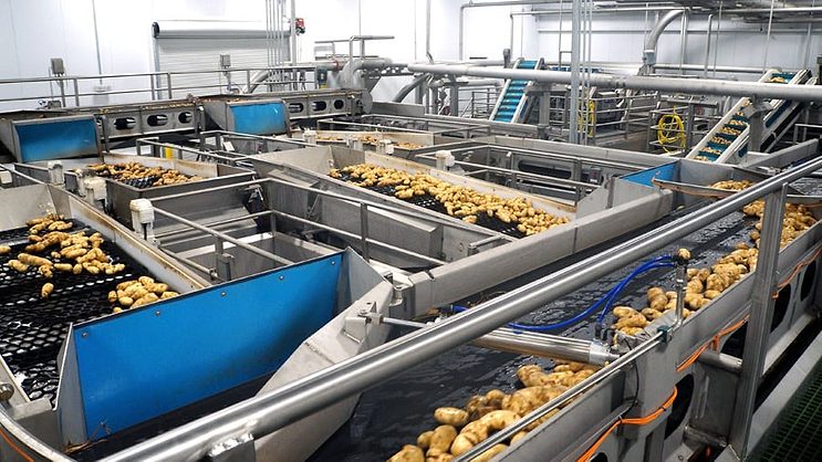 Freeze Dried Potato industry insight