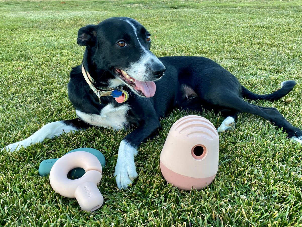 Fun & Educative Toys for Dogs