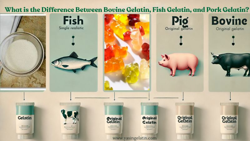 Gelatin Ingredients