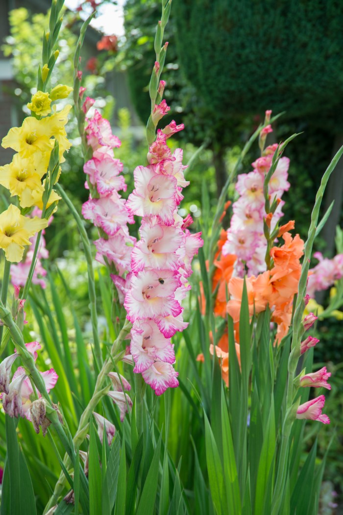 Gladiolus Bulbs Bulk industry insight