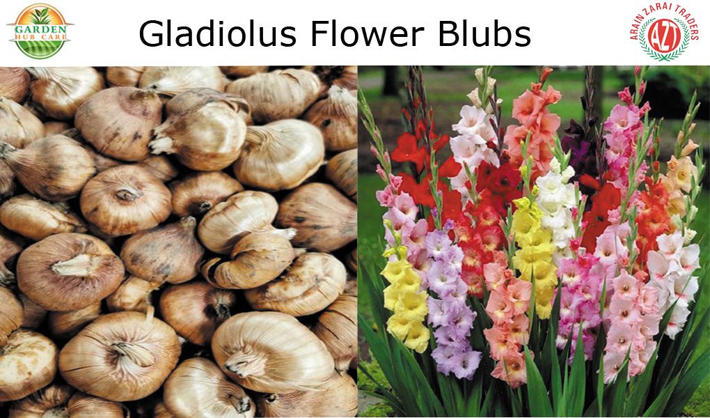 Gladiolus Bulbs Bulk industry insight